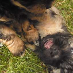 Liese