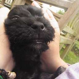 Livvy