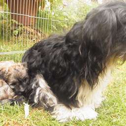 Adele, Liese