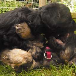 Barny, Liese