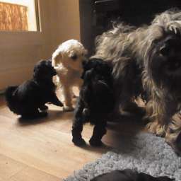 Wilma, Elli, D-Wurf