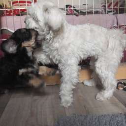 Elli, Dorle