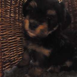 Dorle