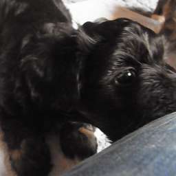 Barny