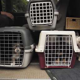 Wilma, Elli, D-Wurf