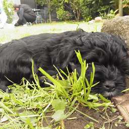 Barny