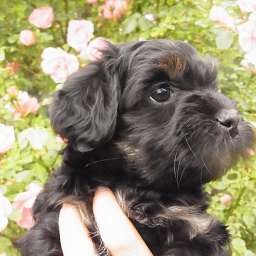 Livvy