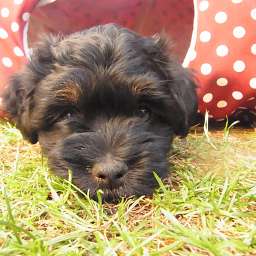 Livvy