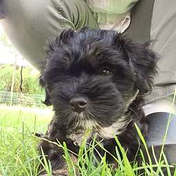 Barny