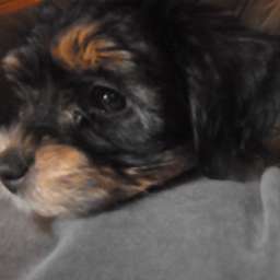 Dorle
