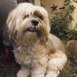 Joschi