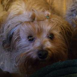 Frieda