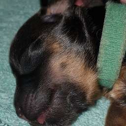 Hermine