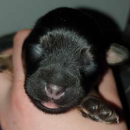 Hannes