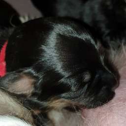 Hannes