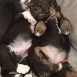 Jella, Helmut