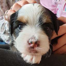 Hugo