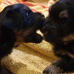 Jella, Hannes