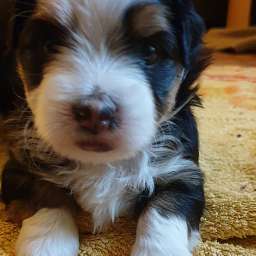 Hugo