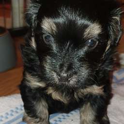Hannes