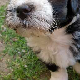 Helmut
