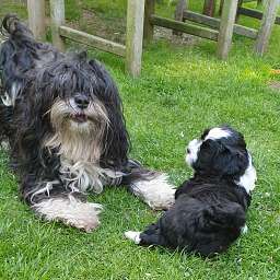 Adele, Helmut