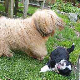 Frieda, Helmut