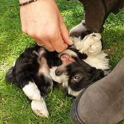 Helmut