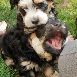Hugo, Hades