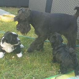 Helmut, Holli