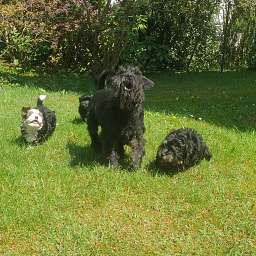 Hugo, Hades, Holli