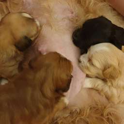 2019-11-05_123456789.jpg